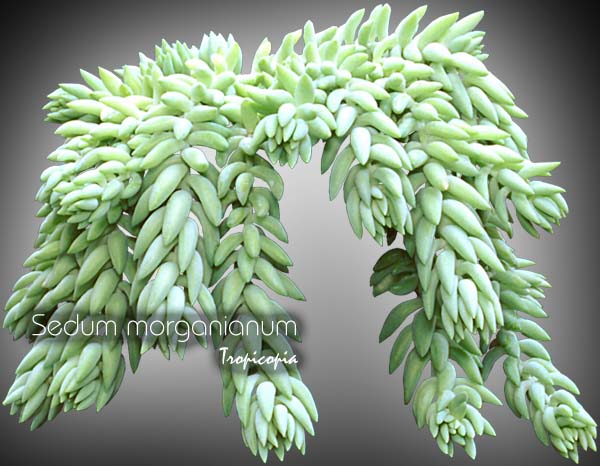 Suspendue - Sedum morganianum - Queue d'âne - Burro-tail